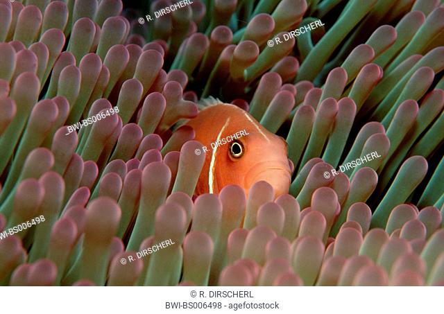 pink anemonefish, false skunk-striped anemonefish (Amphiprion perideraion), amongst anemones, Papua New Guinea, Pacific Ocean