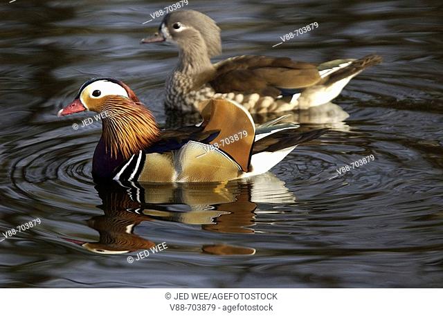 Mating pair of Mandarin Ducks (Aix galericulata), with the male in front. Washington Wildfowl and Wetlands Trust, Tyne and Wear, England