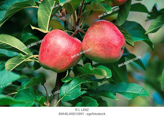 apple tree Malus domestica, red apples
