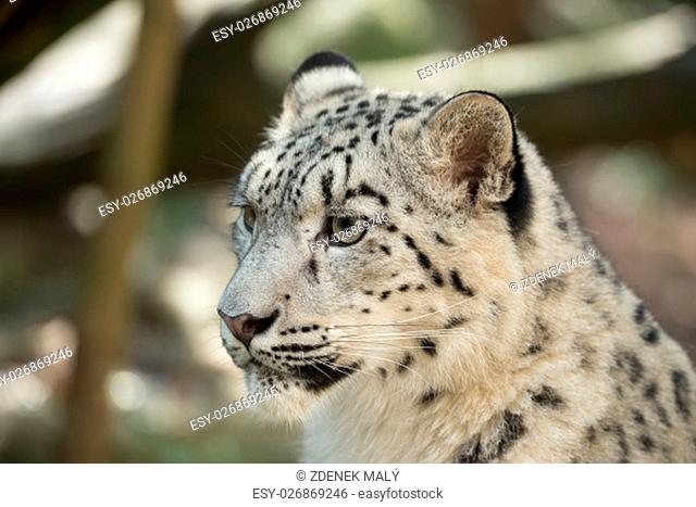 portrait of big cat snow leopard - Irbis, Uncia uncia
