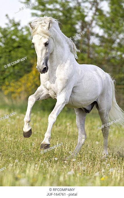 Pure Spanish-bred horse - galloping on meadow