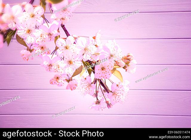 Sakura flower cherry blossom on wooden background. Greeting card template. Shallow depth. Soft toned