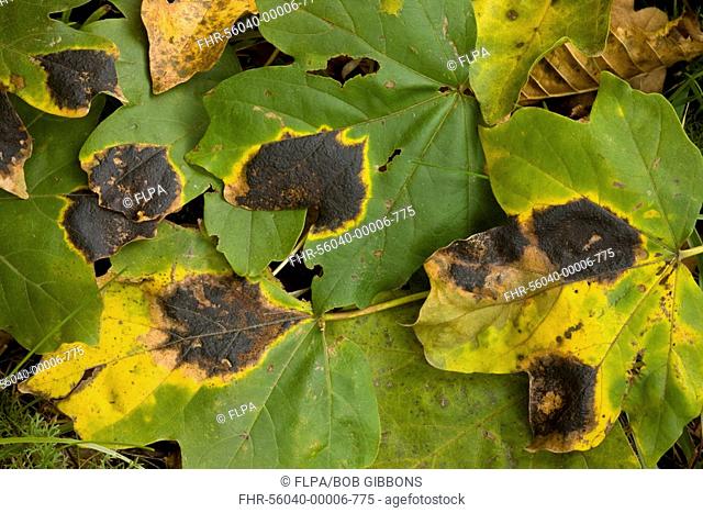 Sycamore Tar Spot Rhytisma acerinum lesions on Field Maple Acer campestre leaves, Romania, autumn