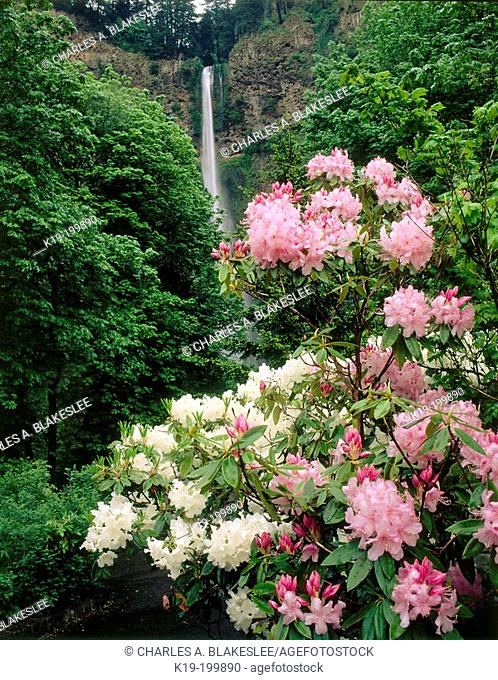 Rhododendrons below Multnomah Falls. Columbia River Gorge National Scenic Area. Oregon. USA