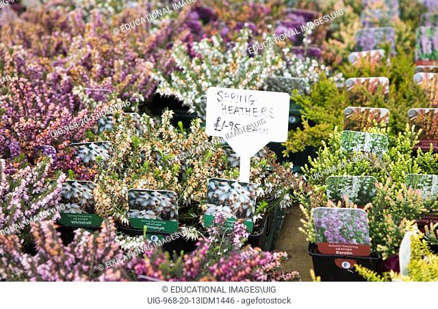 Spring heather plants on sale at Swanns nursery garden centre, Bromeswell, Suffolk, England