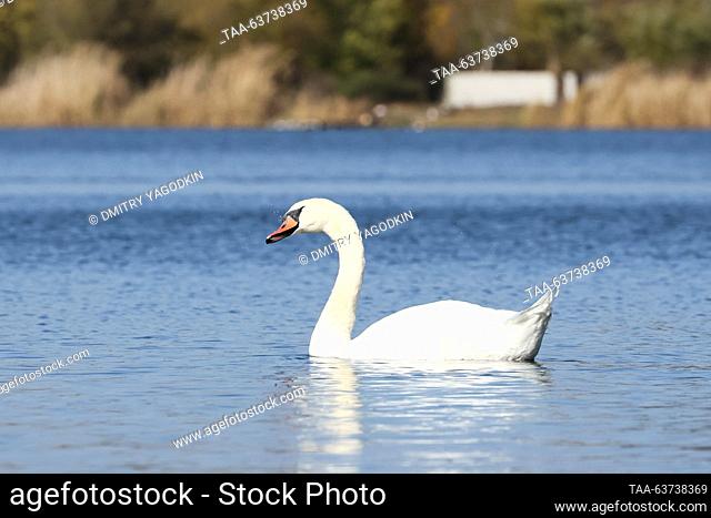 RUSSIA, DONETSK - OCTOBER 23, 2023: A mute swan swims in the Alekseyevsky Stavok Pond. Dmitry Yagodkin/TASS