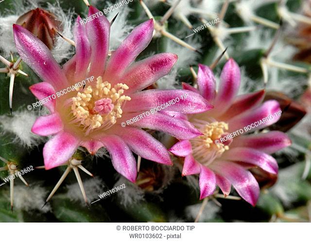 Cactus flowers -Mammillaria sp