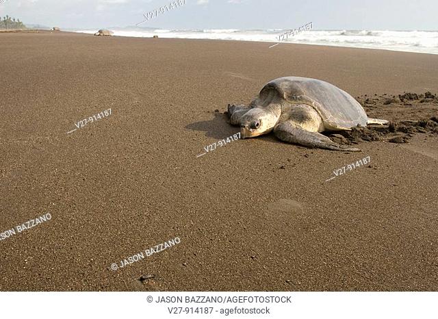 Female olive ridley sea turtle, Lepidochelys olivacea, climbing onto land to lay her eggs, Costa Rica