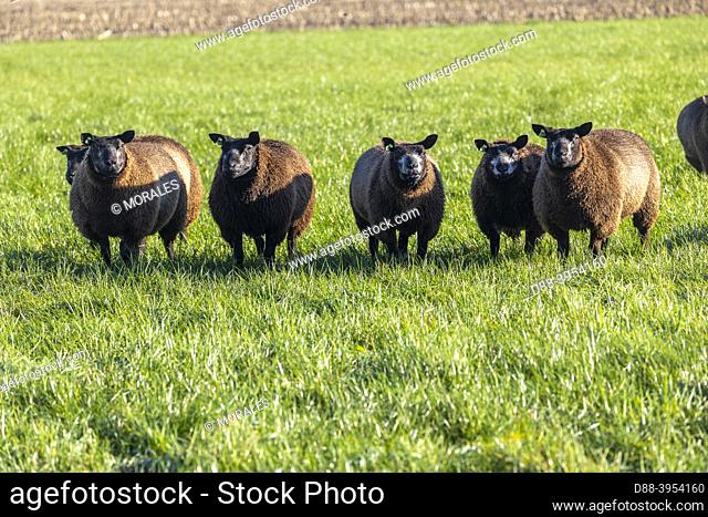 Netherlands, Friesland, black sheep in a meadow