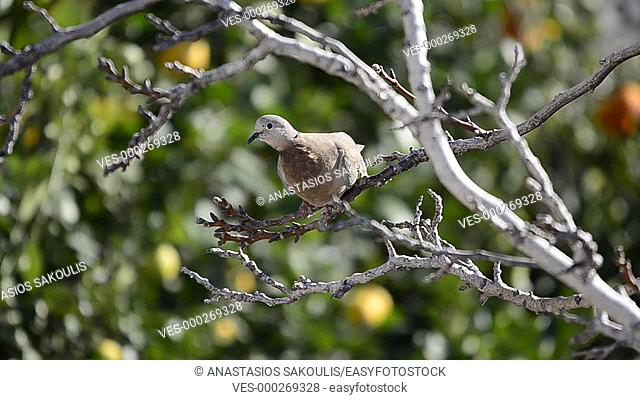 Collared Dove - Streptopelia decaocto, Crete