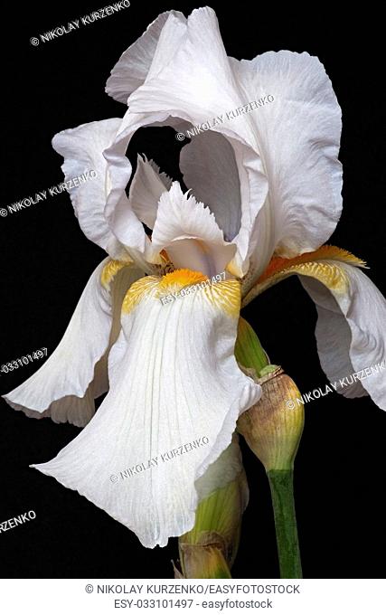 Hybrid German iris (Iris x germanica). Image of flower isolated on black background