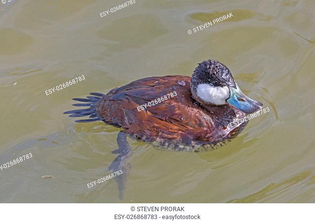 Ruddy Duck in a wetland Pond near Port Aransas, Texas