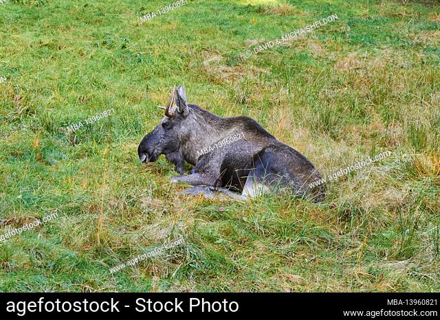 European moose (Alces alces alces), bull, edge of the forest, lying
