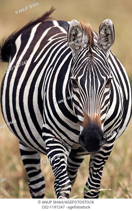 Common or Plain's Zebra (Equus burchellii) standing portrait, Maasai Mara National Reserve, Kenya