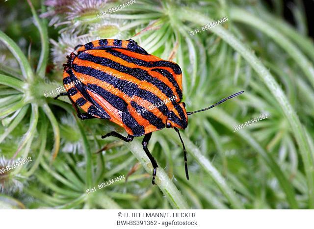 Italian Striped-Bug, Minstrel Bug (Graphosoma lineatum, Graphosoma italicum), on inflorescence, Germany