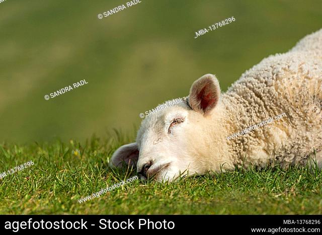 young sheep on the dike, Westerhever, Eiderstedt peninsula, Schleswig-Holstein Wadden Sea National Park, Germany, Schleswig-Holstein, North Sea coast