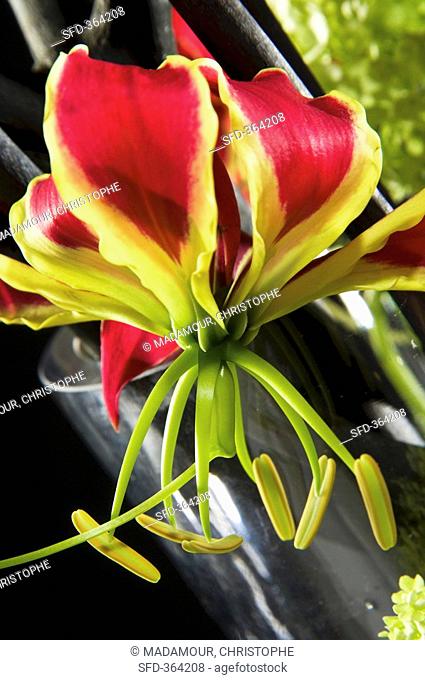 Glory lily Gloriosa rothschildiana