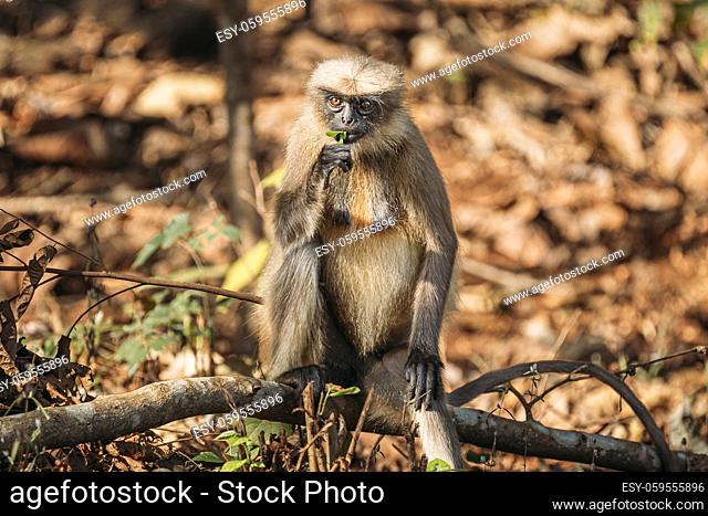Goa, India. Gray Langur Monkey Eats Fresh Leaves Sitting On A Branch On Forest Ground