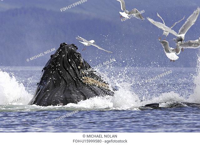 Adult humpback whales Megaptera novaeangliae cooperative bubble-net feeding in Iyoukeen Bay, southeast Alaska, USA