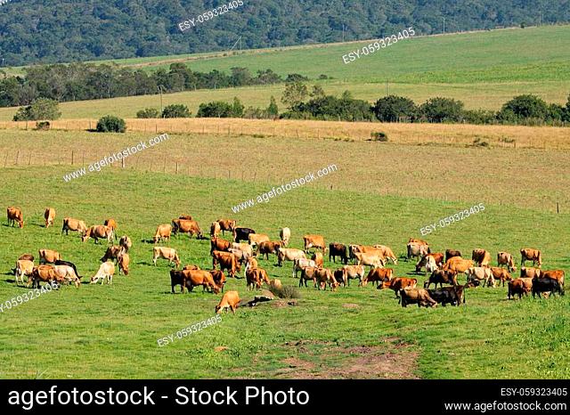 Dairy cows grazing on lush green pasture of a rural farm, South Africa