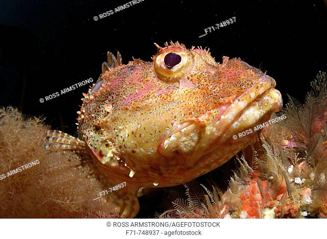Northern scorpionfish (Scorpaena cardinalis). Middle Arch, Poor Knights Islands. New Zealand, South Pacific Ocean
