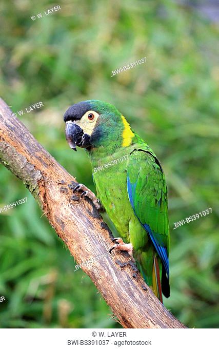 Golden-collared macaw (Primolius auricollis), on a branch