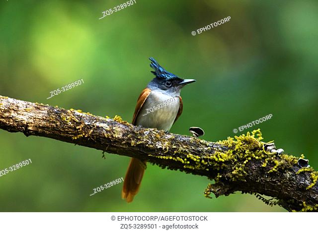Asian paradise flycatcher, Terpsiphone paradisi, female, Western Ghats, India