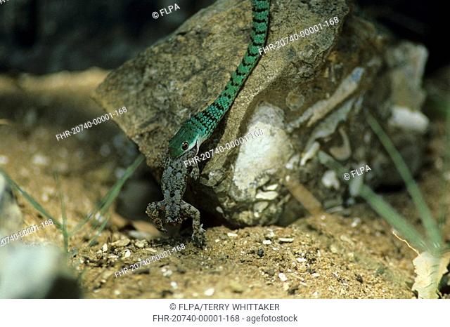 Spotted Bush Snake Philothamnus semi-variegatus Eating House Gecko - Saint Lucia G R , South Africa
