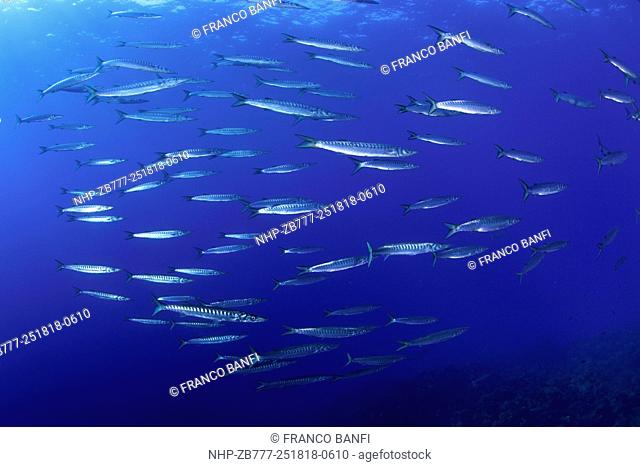 Shoal of barracuda, Sphyraena viridensis, Ustica Island, Italy, Thyrrenian Sea, Mediterranean