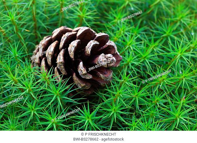 Star Moss, Haircap Moss, Hair Moss Polytrichum formosum, Polytrichum attenuatum, pine cone lying in a moss cushion, United Kingdom, Scotland