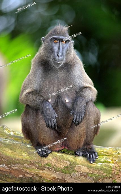 Sulawesi Crested Black Macaque (Macaca nigra), female