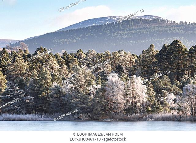 Frosted trees on Loch Garten in the Cairngorms National Park of Scotland