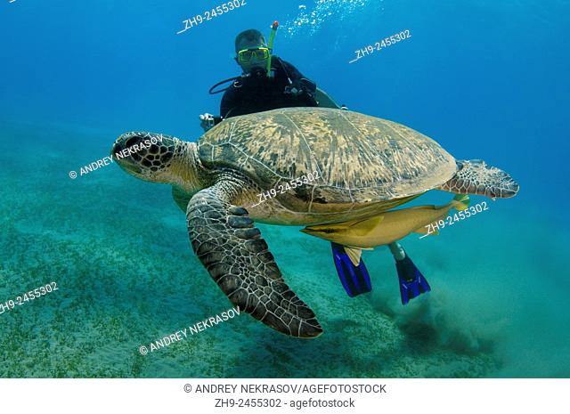 Diver swims next to green sea turtle (Chelonia mydas) Red sea, Marsa Alam, Abu Dabab, Egypt