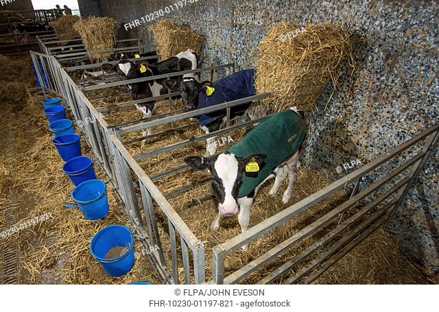 Domestic Cattle, calves, wearing fleece coats, standing on straw bedding in pens, Staffordshire England, April