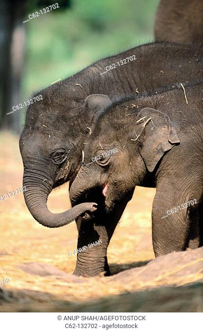 Indian Elephants (Elephas maximus)