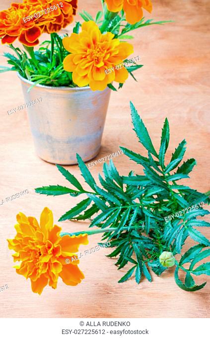 Floristic background with marigold flower on wooden background, selective focus, rustic style