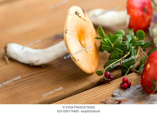 russule mushrooms and cowberry on wood