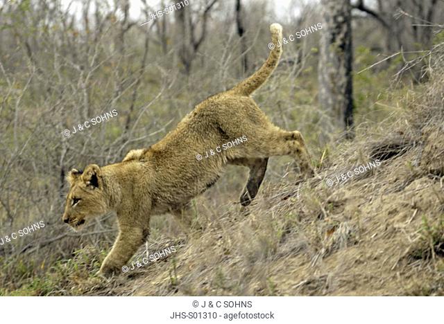 Lion Panthera leo Sabi Sand Game Reserve Kruger Nationalpark South Africa Africa