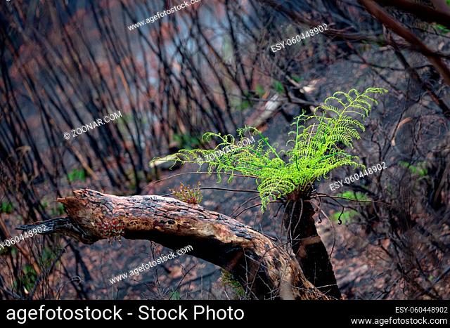 A tree fern flourishes after bush fires in Australia. Burnt trees sprout new growth and small grasses emerge from ashen grounds