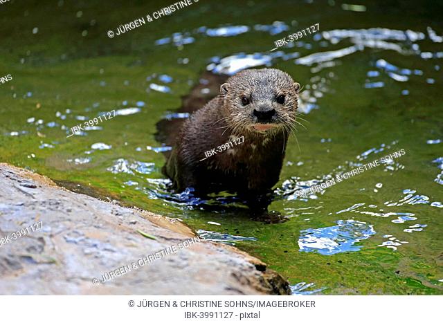 Spotted-necked Otter (Lutra maculicollis), adult in the water, Eastern Cape, South Africa