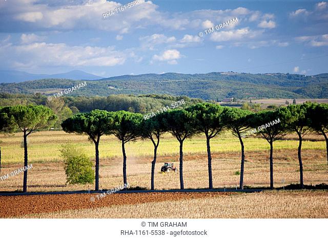 Farm tractor and umbrella pine trees at Sovicille near Siena in Tuscany, Italy