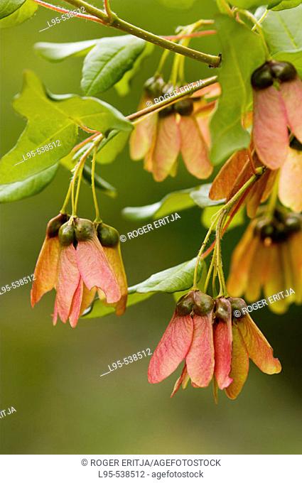 Fruits of Acer Monspessulanum (Montpellier's Maple), Spain