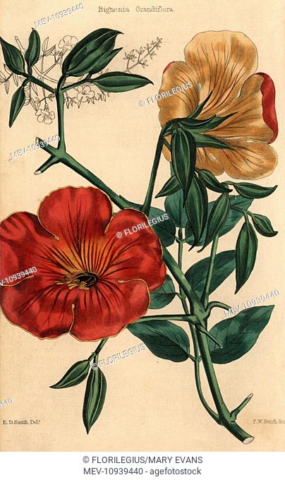 Scarlet flowered trumpet-flower, Bignonia grandiflora. . Handcolored illustration by Edwin Dalton Smith engraved by F.W. Smith from Charles McIntosh's Flora and...