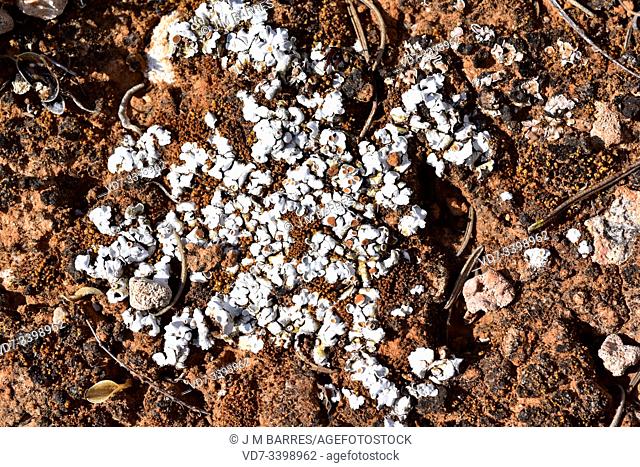 Squamarina lentigera is a squamulose lichen that grows on soil. This photo was taken in L'Ametlla de Mar, Tarragona province, Catalonia, Spain