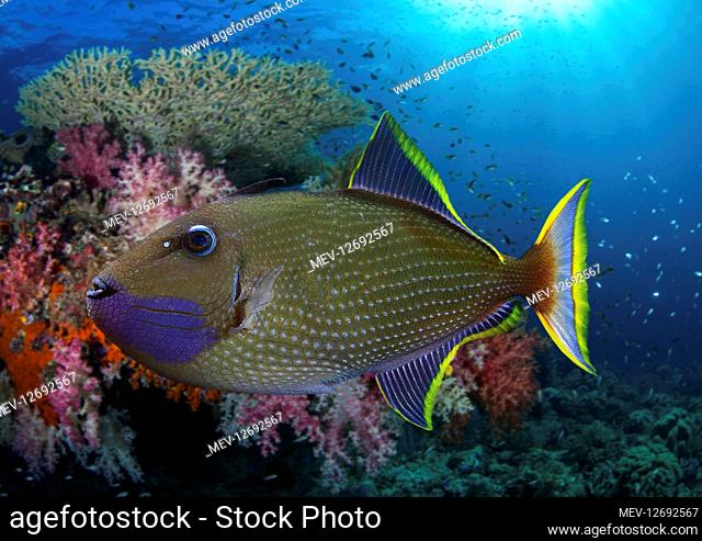 Gilded triggerfish or Blue-throated Triggerfish, Xanthichthys auromarginatus. Mature male swimming on coral reef. Form loose aggregations a few meters above the...