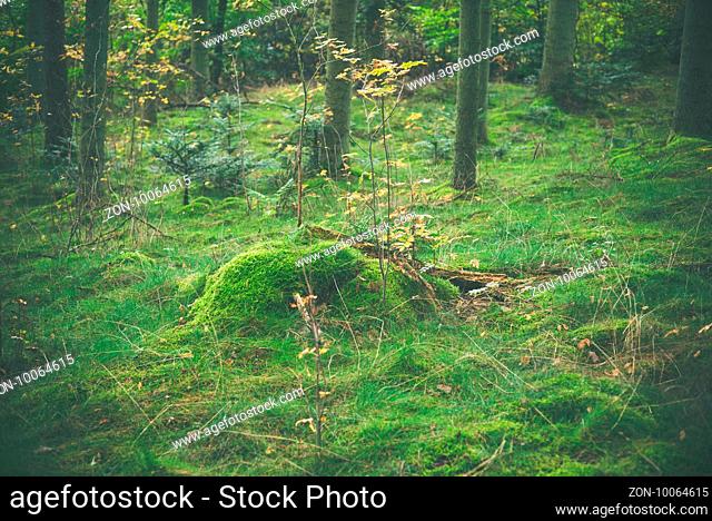 Wooden log with green moss in a forest at autumn
