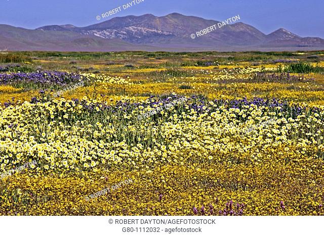 Wildflowers, Carrizo Plain, Southern California