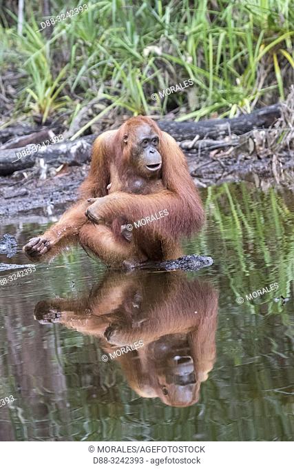 Asia, Indonesia, Borneo, Tanjung Puting National Park, Bornean orangutan (Pongo pygmaeus pygmaeus), Adult female with a baby near by the water of Sekonyer river