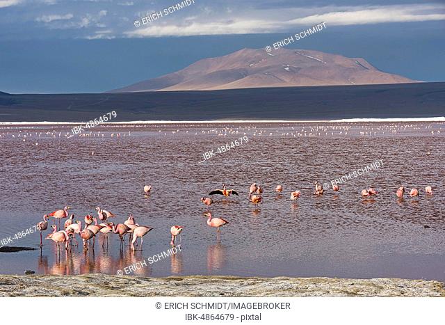 Andean Flamingos (Phoenicoparrus andinus) in the Laguna Colorada, Reserva Nacional de Fauna Andina Eduardo Avaroa, Altiplano, Departamento Potosí, Bolivia