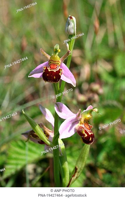 Bee Orchid Ophrys apifera - Noordwijk aan Zee, South Holland, The Netherlands, Holland, Europe